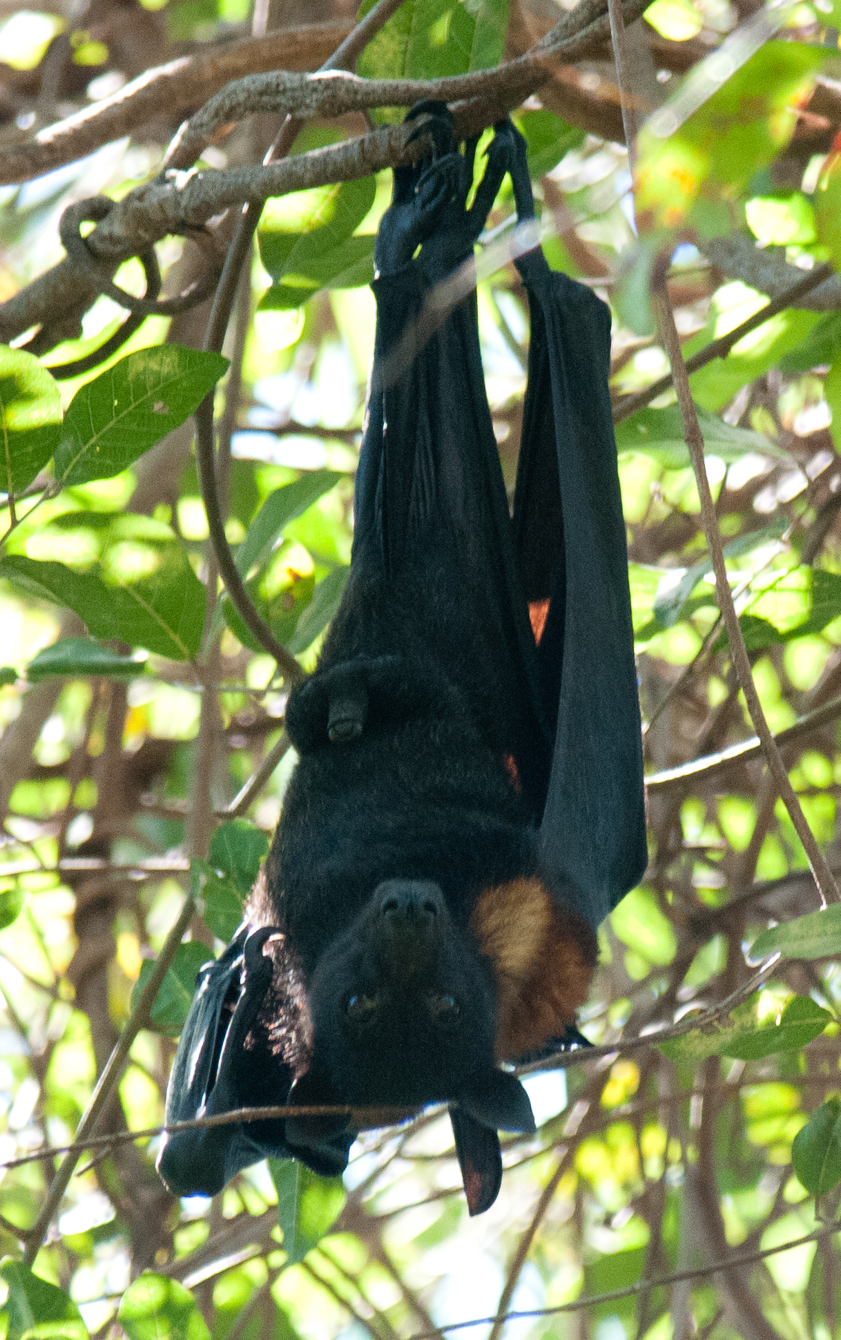 Little Red Flying Fox at roost in the Manngarre Monsoon Forest Walk © Frank Taylor